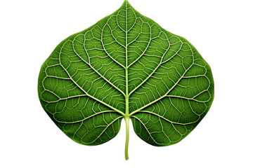 Obraz premium Green Leaf Macro: A close-up, isolated image of a single, vibrant green leaf with intricate veins, showcasing nature's delicate details.