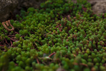 sedum or stonecrop succulent plant, soft focused close up shot of botanical garden flora