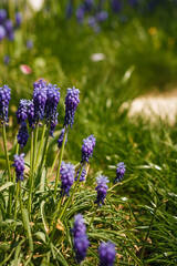 soft focused shot of Muscari, mouse hyacinth or grape hyacinth blue flower among green grass. Spring bloom concept