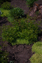 rose bush and sedum, succulent plant, soft focused close up shot of botanical garden flora