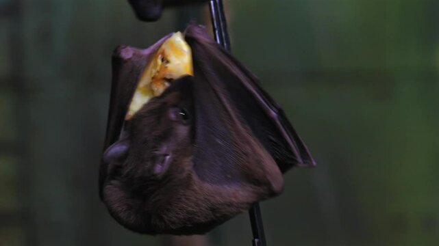 Extreme close-up and  4K video of Egyptian fruit bats hanging onto a chain feeding on fruits and vegetables in enclosed habitat. The bats display natural behaviour as they fight for position to feed