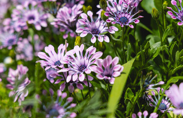 Fototapeta premium De magnifiques fleurs violettes s'épanouissent dans un jardin luxuriant, témoignant de la beauté du printemps. L'éclat du soleil accentue leur couleur vive.
