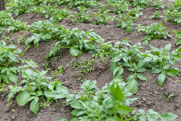 Des rangées de plants de pommes de terre sont visibles dans un champ. Le sol est meuble et mélangé avec des mauvaises herbes. L'environnement est calme et frais.