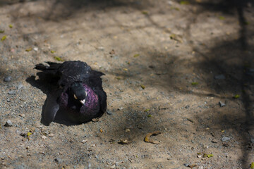 Beautiful dark dove or pigeon with purple vibrant plumage sitting on ground behind grid in birds sanctuary or animal reserve park