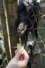 hand feeding black goat with some cabbage, only muzzle through grid visible. Cute nose and mouth chewing food. Animal reserve park. Closeup
