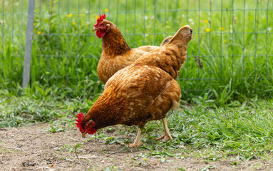 Deux poules brunes se déplacent dans un espace herbeux, cherchant des insectes et des graines. Le jardin est bien entretenu, avec des fleurs sauvages en arrière-plan.
