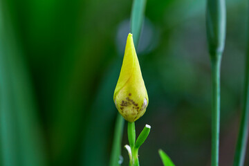 Close-up of yellow Ground orchid flower bud
