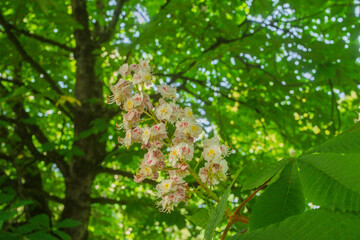 Inflorescence of an Aesculus hippocastanum, the horse chestnut, in botanic garden of Geneva Switzerland