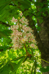 Inflorescence of an Aesculus hippocastanum, the horse chestnut, in botanic garden of Geneva Switzerland