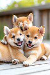 Three Adorable Shiba Inu Puppies Hugging Together
