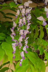 Wisteria sinensis, commonly known as the Chinese wisteria, is a species of flowering plant in the pea family,