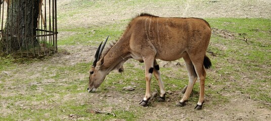 a young deer in the fores © MARIA – Nature
