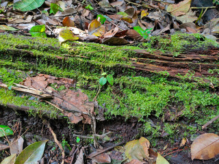 Close up of mossy weathered wood in a tropical forest.