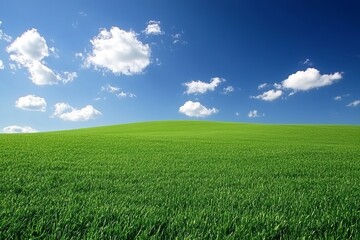 Obraz premium Green grass meadow under bright blue sky with scattered white clouds on a sunny day