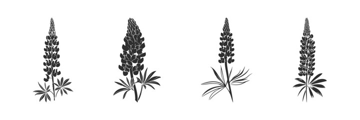 Lupine Flower Silhouette Set. Botanical Illustration Of Lupine Plants For Nature And Garden Design Isolated Vector Illustration Collection