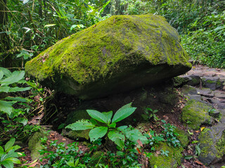 A large rock covered in a layer of green moss lies in the middle of a lush tropical forest.