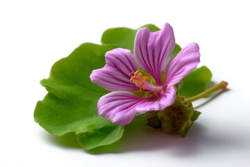 Striking Lilac Flower Blossom with Green Leaf on Clean White Background