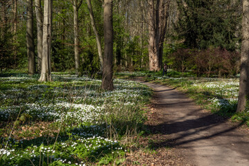 Flowering wood anemone (Anemone nemorosa) in early spring in a deciduous forest