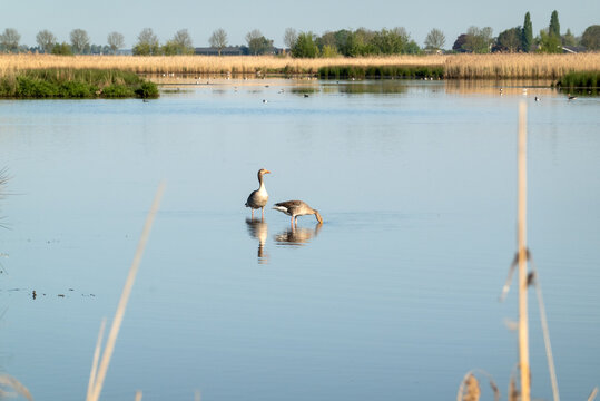 Greylag geese in newly created wetlands of the Groene Jonker near Nieuwkoop, Netherlands