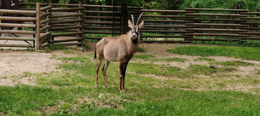 a closeup shot of a male gazelle on the farm