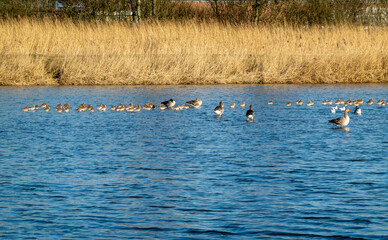 Godwits and greylag geese in newly created wetlands of Munnikkenpolder near Leiderdorp, Netherlands