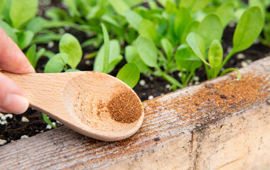 Using cayenne pepper powder as an ant repellent in the garden, sprinkle powder on vegetable garden edge. Selective focus on hand holding wood spoon filled with cayenne pepper powder.
