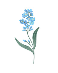 Forget-me-not flower on white background. Watercolor illustration on white background.