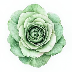 Obraz premium Beautiful Soft Green Cabbage Rose Flower Isolated on White Background Perfect for Gardening, Cooking, Health, and Nature Related Designs and Projects