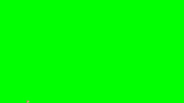 4K a few cracker golden confetti animation on green screen.