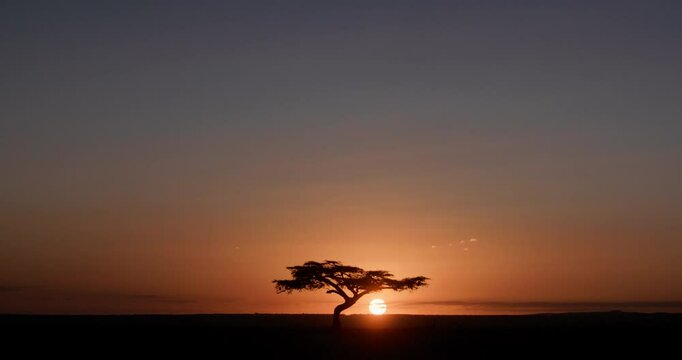 Extreme wide shot of an Apple - ring Acacia ( Faidherbia albida) framed in the savanna as sun melts into the horizon during evening  kenya