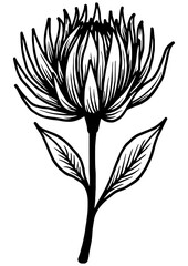 Black and white vector illustration of a protea flower. Perfect for engraving, logo design, prints, books, and creative botanical projects