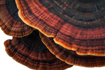 Reishi mushrooms isolated on white background perfect for wellness medicinal and organic themed visuals