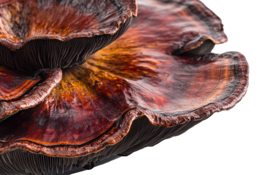 Reishi mushroom pair close up view isolated on white background ideal for health and nature graphics