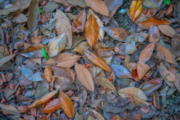 Autumn leaves from different trees on the ground