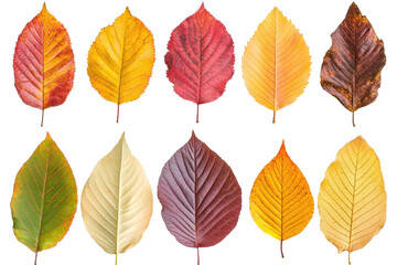 A vibrant mix of autumn leaves captures the essence of fall in design ready format