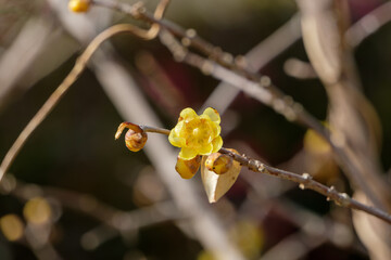ロウバイの咲く冬の枝