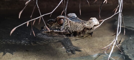 a large black and white photo of a frog © MARIA