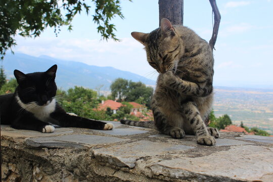 Koty w Grecji