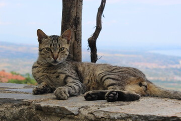 kot pozujący na tle miasta Grecja  © Natalia Kostka