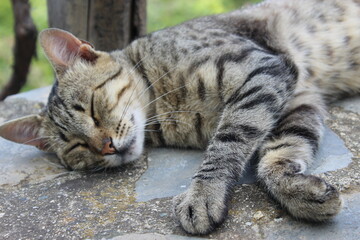 śpiący kot © Natalia Kostka