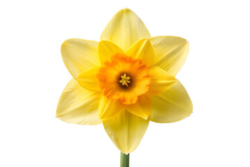 Fototapeta premium Isolated Daffodil Flower