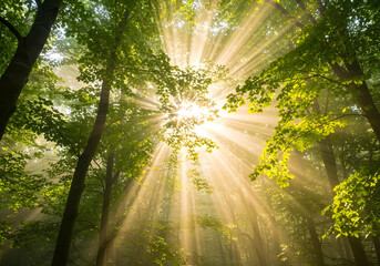 Fototapeta premium sun rays through the forest