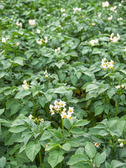 Bed of blooming potato plants. Patch of Solanum tuberosum plant in bloom growing in homemade garden. Close up. Organic farming, healthy food, BIO viands, back to nature concept.