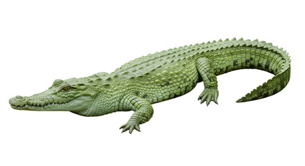 Isolated Crocodile