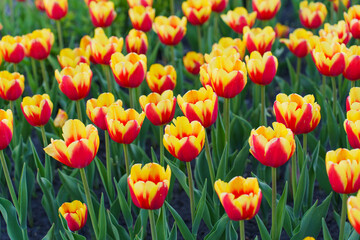 Vibrant Red And Yellow Tulips Blooming In A Sunny Garden Setting