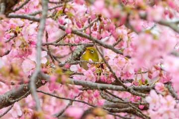 桜の中で羽を休めるメジロ