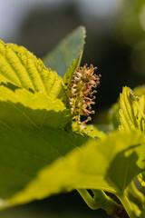Mulberry flower and young green leaves in spring