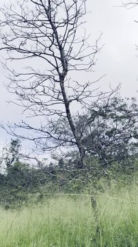 Kali Talang Forest Serenity&mdash;Relaxing Jungle Sounds of Yogyakarta | Wind, Birds & River Ambience