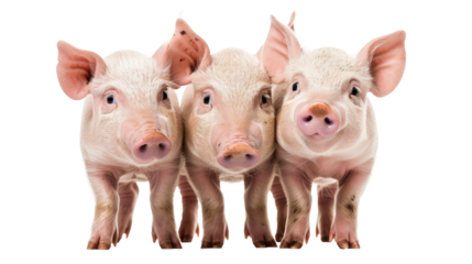 Three cute piglets standing together against a transparent background showcasing their playful nature
