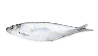 One whole salted herring on white background